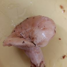 Гриб из Рощино