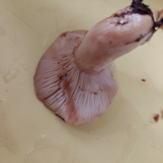 Гриб из Рощино