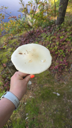 Гриб из Южно-сахалинск