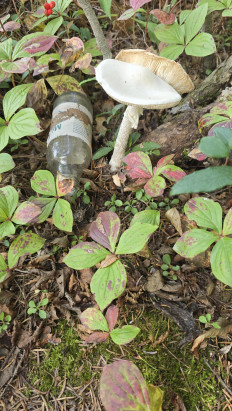 Гриб из Южно-сахалинск