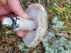 Гриб из Carnikava