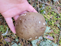 Гриб из Carnikava