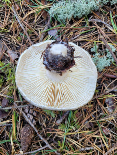 Гриб из Carnikava