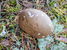 Гриб из Carnikava