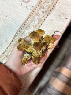 Гриб из Уфа