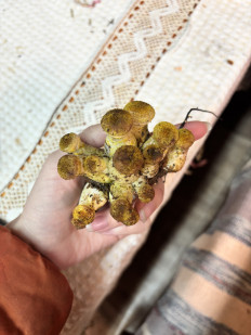 Гриб из Уфа