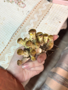 Гриб из Уфа