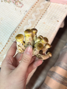 Гриб из Уфа