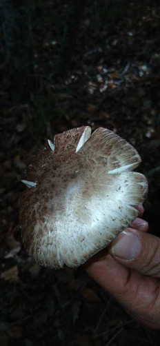 Гриб из Геленджик