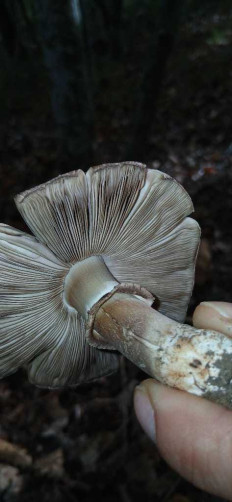 Гриб из Геленджик