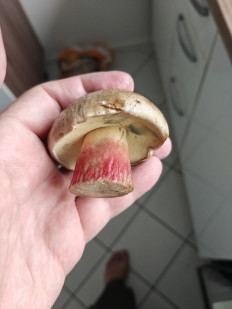 Гриб из Мюнхен