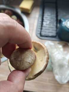 Гриб из Мюнхен