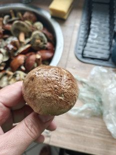 Гриб из Мюнхен