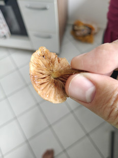 Гриб из Мюнхен