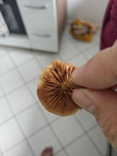 Гриб из Мюнхен