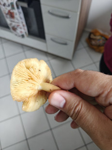 Гриб из Мюнхен