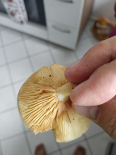 Гриб из Мюнхен