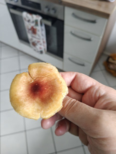 Гриб из Мюнхен