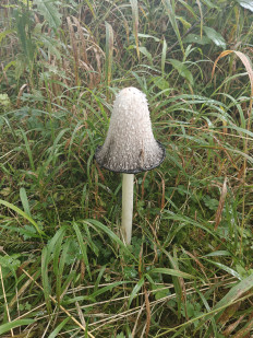 Гриб из Мюнхен