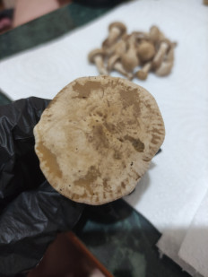 Гриб из Воскресенск