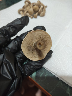 Гриб из Воскресенск