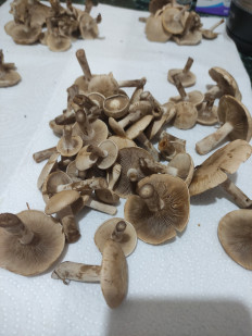 Гриб из Воскресенск