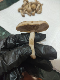 Гриб из Воскресенск