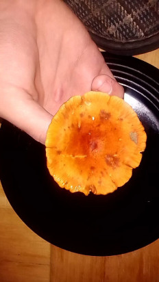 Гриб из Санкт-Петербург