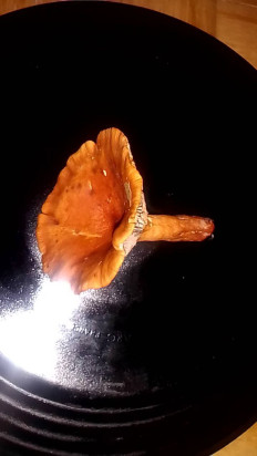 Гриб из Санкт-Петербург