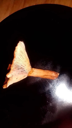 Гриб из Санкт-Петербург