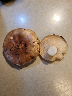 Гриб из Санкт-Петербург