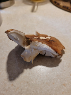 Гриб из Санкт-Петербург