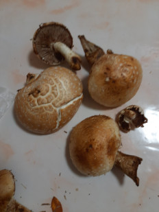 Гриб из Самара