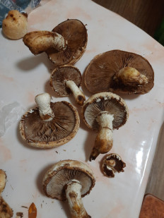 Гриб из Самара