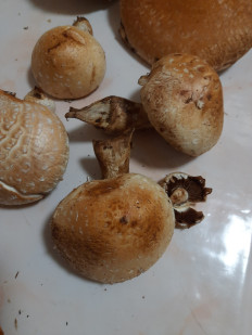 Гриб из Самара