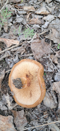 Гриб из Майкоп