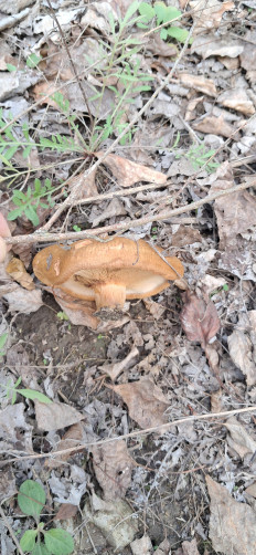 Гриб из Майкоп