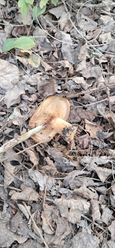 Гриб из Майкоп