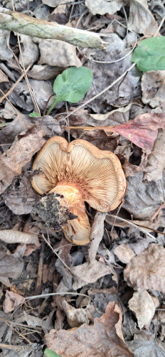 Гриб из Майкоп