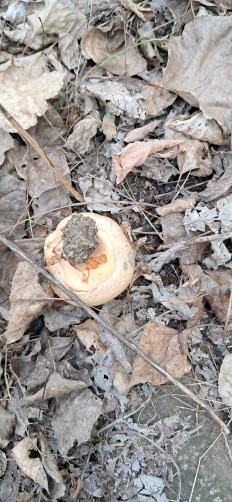 Гриб из Майкоп