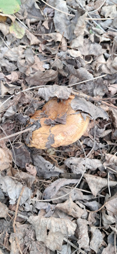 Гриб из Майкоп