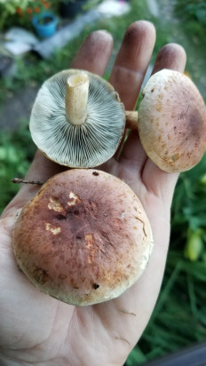 Гриб из Выборг