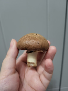 Гриб из Санкт-Петербург