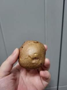 Гриб из Санкт-Петербург