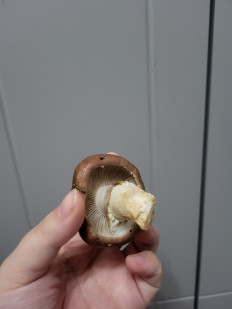 Гриб из Санкт-Петербург