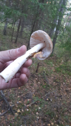 Гриб из Санкт-Петербург