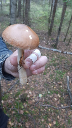 Гриб из Санкт-Петербург