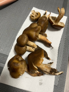 Гриб из Сортавала