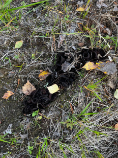 Гриб из Сортавала