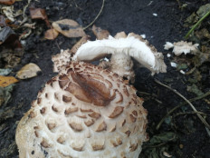 Гриб из Пачелма